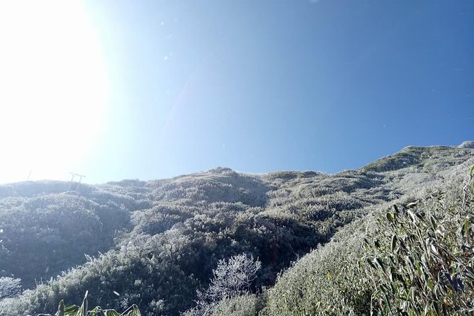 1 day Fansipan Trekking - On-trail moments: bamboo, old trees, flowers, and stream breaks