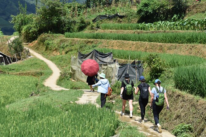 1-Day Private Trekking in Sapa through Terraces Rice Fields - Food on the Trail: Lunch, Local Tastes, and Vegetarian Options