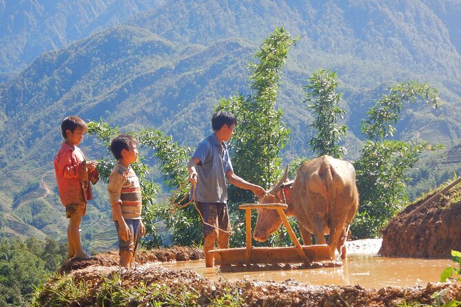 2D1N Buffalo trek by Hmong Sister House and Trekking - Why this buffalo trek in Sapa feels more real than most tours