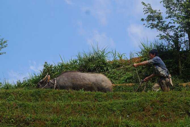 2D1N Buffalo trek by Hmong Sister House and Trekking - Price and value: is $110 worth it for 2 days with a buffalo house?