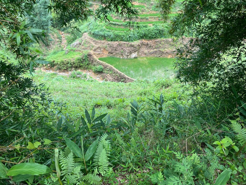 AUTHENIC 2D1N Trek & Bungalow Retreat with Dinh Hmong Family - Day 2: Bamboo forest, terraced rice, and Giang Ta Chai waterfalls