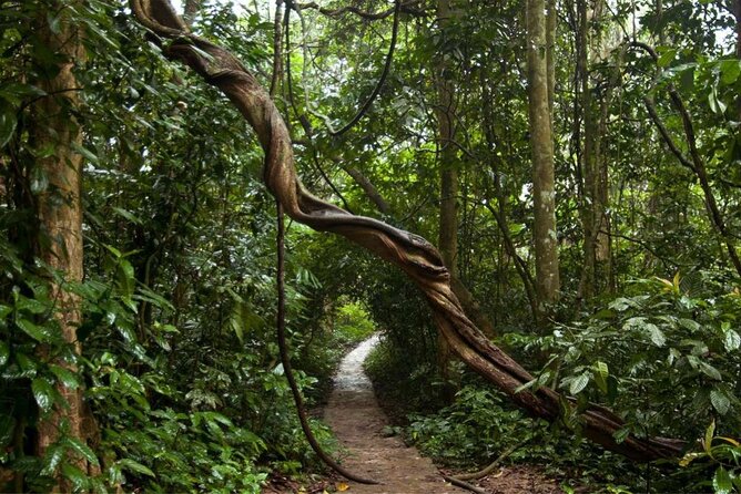 Cuc Phuong National Park Private Day Tour: Trekking & Primates - Thousand Year Old Tree Stop and Jungle Lunch at a Stilt House