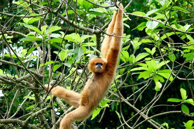 Cuc Phuong National Park Private Day Tour: Trekking & Primates - The Jungle Hike: Pace, Steps, Weather, and Gear That Matter