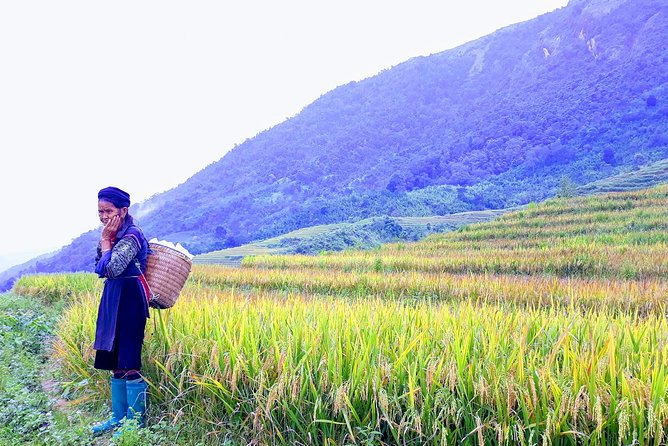 Daily Tour: Sapa Trekking in Muong Hoa valley, Bamboo forest - Lao Chai to Ta Van: Bamboo Forest Walking and Mud-Friendly Reality
