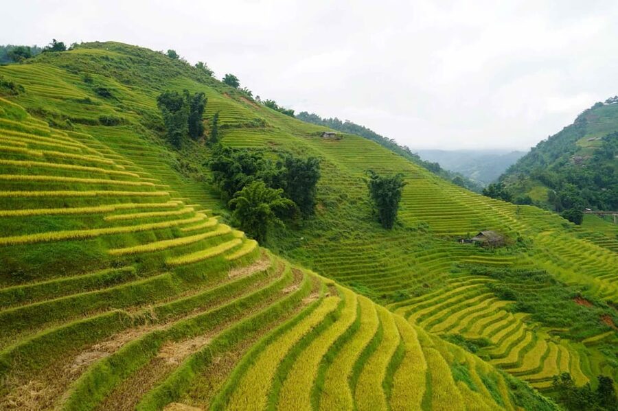 Day Trip to Cat Cat village - Fanxipang Peak/Lunch - Who should book this day trip