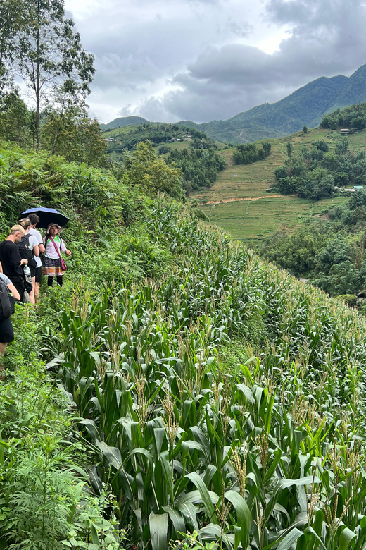 Explore Sapa by TrekkingAdventures, Mountain,Rice fields - Should you book this one-day Sapa hike?