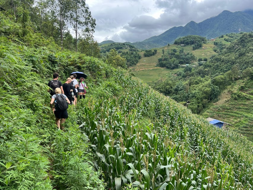 Explore Sapa by TrekkingAdventures, Mountain,Rice fields - Sapa Town to Y Linh Ho, Black Hmong rice terraces in the real light