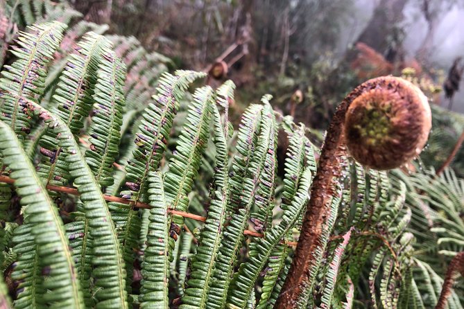 Exploring Fansipan: A 2-Day, 1-Night Trekking Adventure - Guide Support And The Sapa Details That Matter