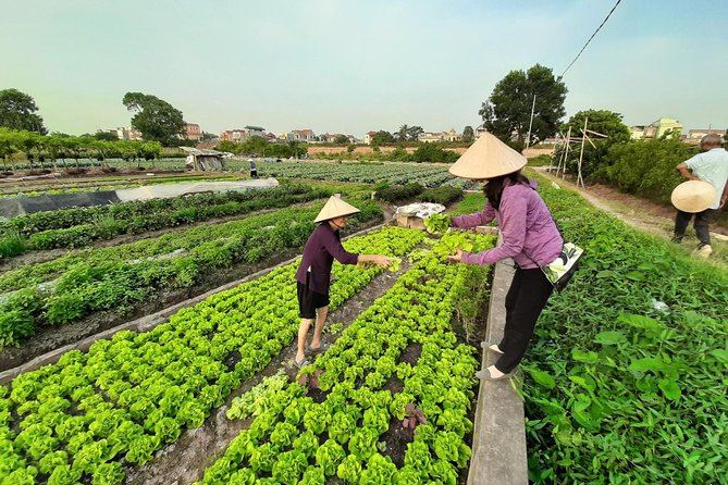 Farm tour & Home cooking class with local family in Hanoi - Cooking in a Local Home: Cozy Kitchens and Hands-On Learning