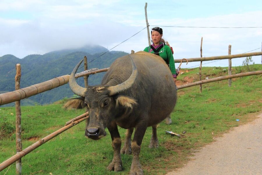 From Hanoi: 2-Day Sapa Cultural Exchange Tour with Homestay - Day 2 trek: bamboo forest, Giang Ta Chai views, and the Red Dzao stop
