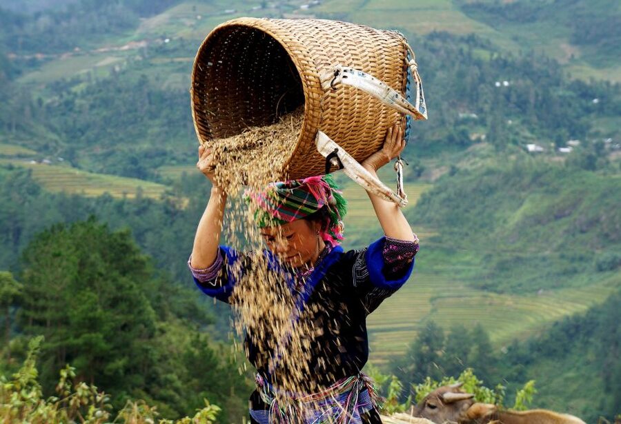 From Hanoi: 2-Day Sapa Cultural Exchange Tour with Homestay - Weather, shoes, and how to avoid a soggy hike