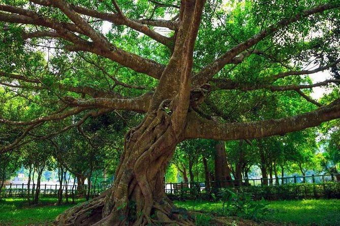 From Hanoi: Cuc Phuong National Park Day Trip by Private Car - Rain Forest Trek With a Guide: The Real Value Is the Human Pace