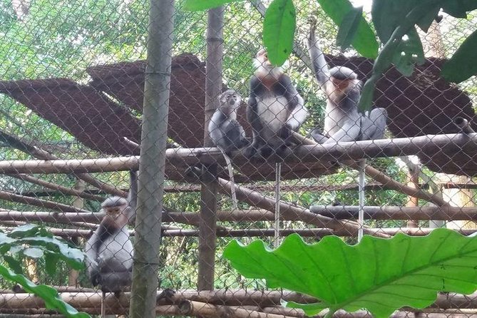 From Hanoi: Cuc Phuong National Park Day Trip by Private Car - Endangered Primate Rescue Centre: What You’ll Learn and Why It Matters