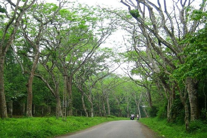 From Hanoi: Cuc Phuong National Park Day Trip by Private Car - Lunch at a House on Stilts: A Simple Break That Adds Local Flavor