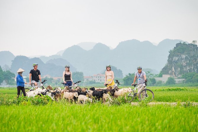 From Hanoi: Hoa Lu - Tam Coc boating - Cycling & Mua Cave visit - Why Ninh Binh in One Day Actually Makes Sense