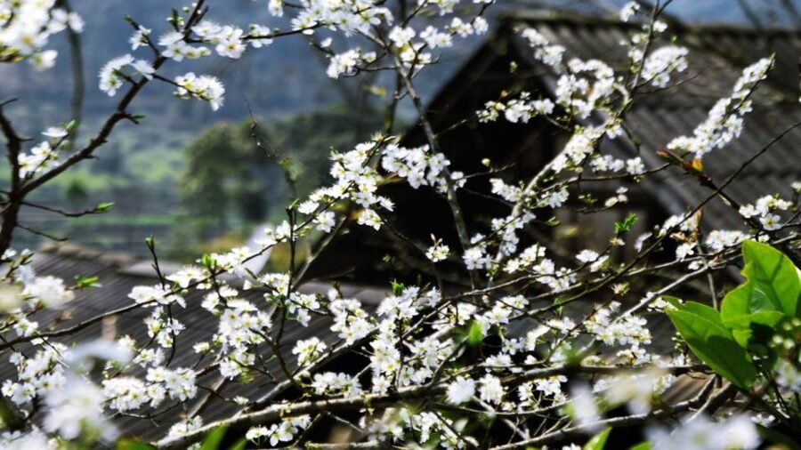 From Hanoi: Sapa 3-Day Medium Trek and Limousine Trip - The money-selling caution on the trail: what to do in practice