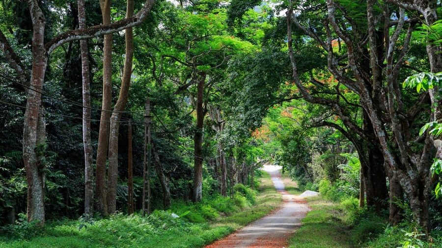 From Ninh Binh: Visit Cuc Phuong National Park - Van Long - Cuc Phuong National Park Morning: Primate Rescue and Botanical Garden Time