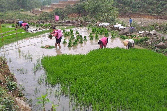 From Sapa: 2-Day Trek Through Authentic Villages in North - Sapa - Ta Phin Village: where your day starts early and uphill