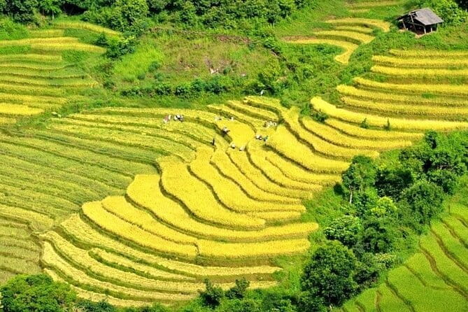 From Sapa: 2 Days 1 Night Trek Over Night At Homestay - Price and Value: What $55 Buys (and Why It Can Be Fair)