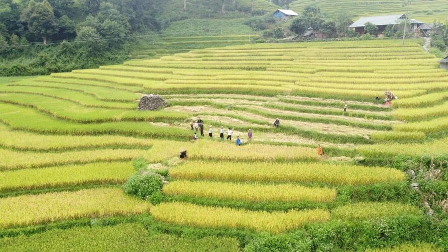 From Sapa: Terrace Fields and Local Villages Trek with Lunch - Walking distance, pace, and who should skip this one
