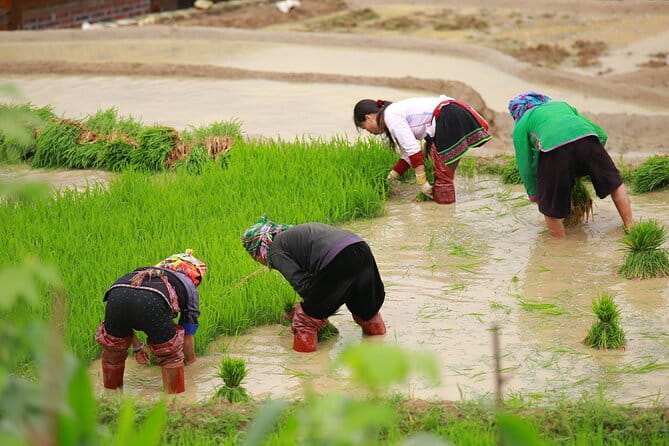 Full Day Cultural Tour in Sapa Terraces - Your guides matter more than you think, Zo Zo and Tung in action