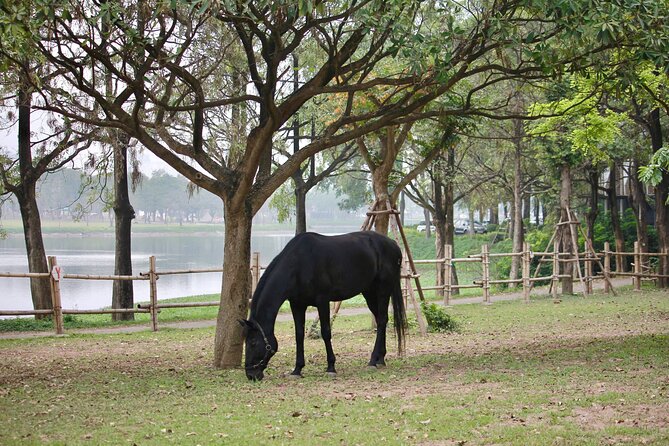 Hanoi Horseback Riding Club & Tours - Exclusive Experience - Creative horseshoe souvenir, plus feeding the horses up close