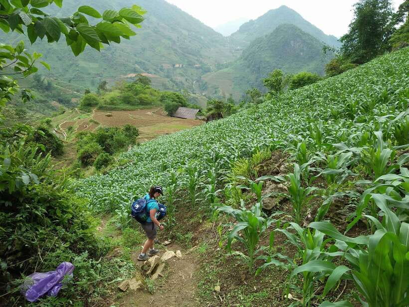 Hanoi- SaPa: 3-Day Homestay Trek to Explore Ethnic cultures - Day 2: Bamboo forest, Red Dzao rattan bridge, Ban Ho night