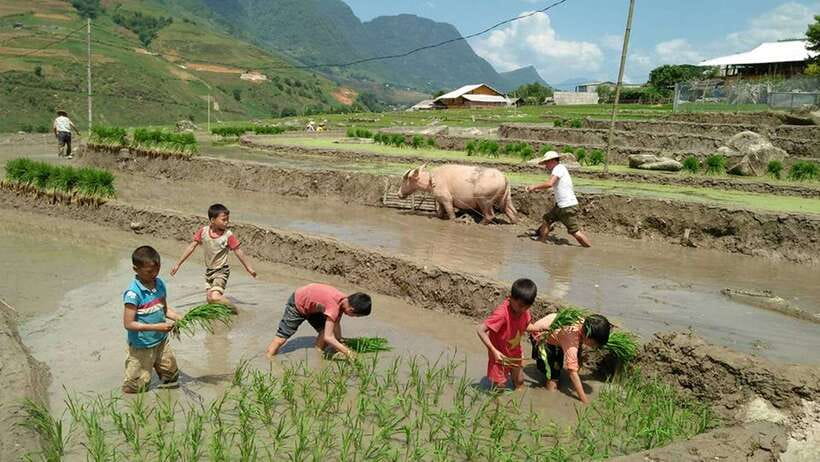 Hanoi- SaPa: 3-Day Homestay Trek to Explore Ethnic cultures - Day 3: Sunrise in Ban Ho valley and Nam Tong traditions