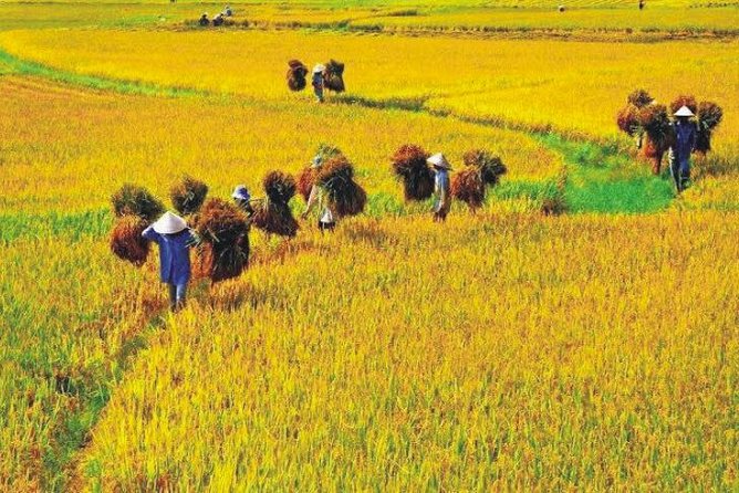 Hanoi Vespa Countryside Tour With Female Ao Dai Riders Half Day - Co Loa Citadel: A 3rd-Century BC Capital You Can Feel on Two Wheels