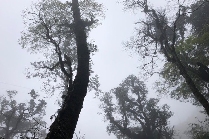 Hiking Fansipan in 1 day - The hike itself, from steep jungle sections to a real mid-mountain pause