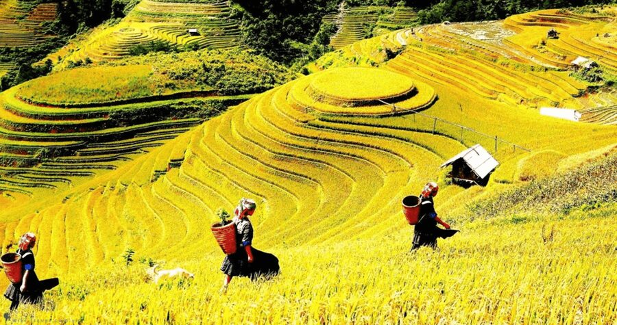 Journey Through Sapa Terraces & Traditions - Key highlights you should know