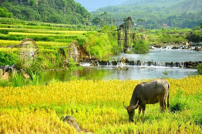 Mai Chau 1 Day Tour From Hanoi - Village Time and Thai Stilt Houses: Why This Part Feels Authentic