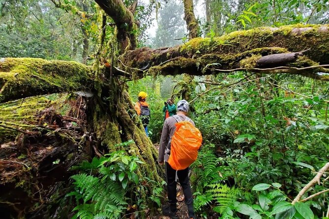 Mount Fansipan 2 Days Trek – Roof of Indochina - Day 1: Sapa to Tram Ton Pass, cardamom lessons and a picnic reset