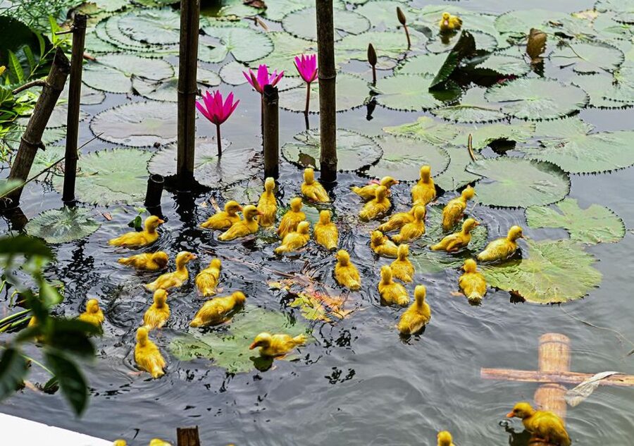 Ninh Binh cooking class at Buffalo Cave - The local-farmer angle, and why it adds meaning