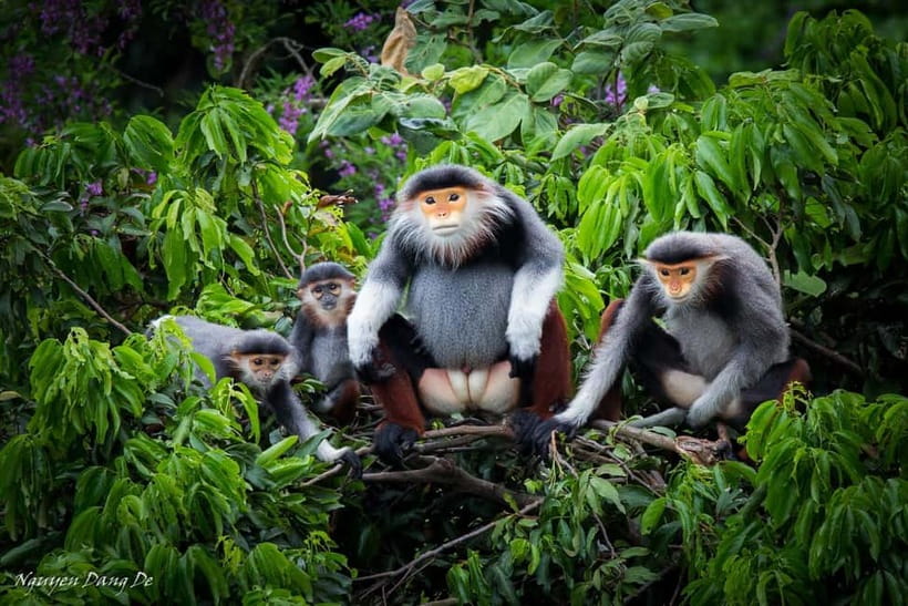 Ninh Binh: Cuc Phuong Jungle Hike & Wildlife Day Trip - Key Things You Will Love
