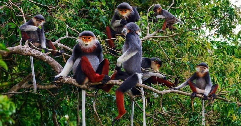 Ninh Binh : Cuc Phuong National Park One Day Group Tour - Key Highlights Worth Your Attention