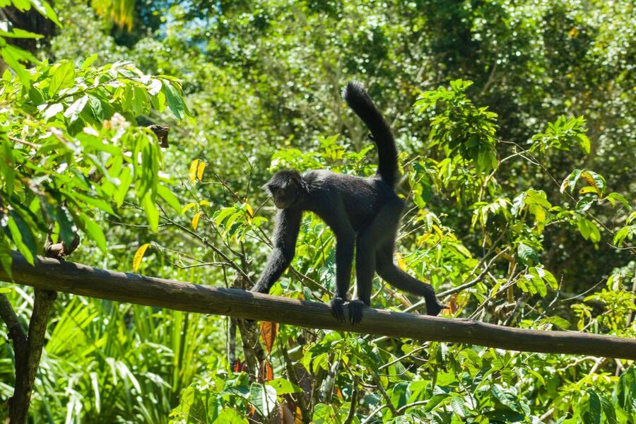 Private Day Tour: Cuc Phuong National Park from Hanoi - Key things to know before you go