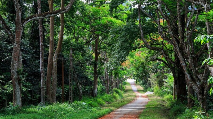 Private Day Tour: Cuc Phuong National Park from Hanoi - Hanoi to Cuc Phuong in One Day: Can You Really Do It?