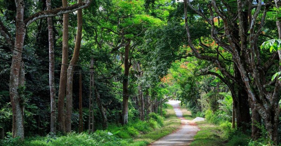 Private Day Tour: Cuc Phuong National Park from Hanoi - First Stop Energy: Langurs and the Endangered Primate Rescue Center
