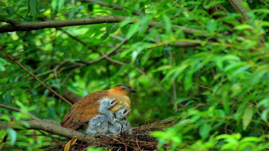 Private Day Tour: Cuc Phuong National Park from Hanoi - Cave or Not, You Still Get a Scenic Walk Moment