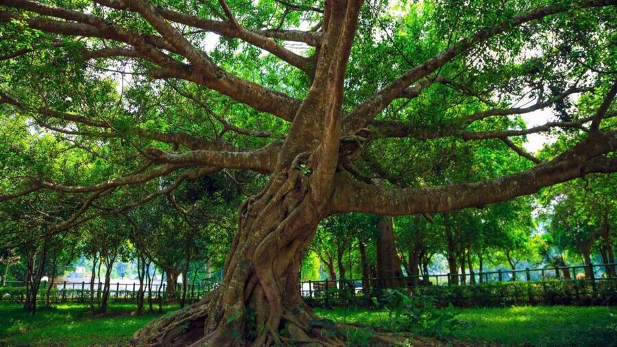 Private Day Tour: Cuc Phuong National Park from Hanoi - Guides Matter: When Explanations Make the Hike Better