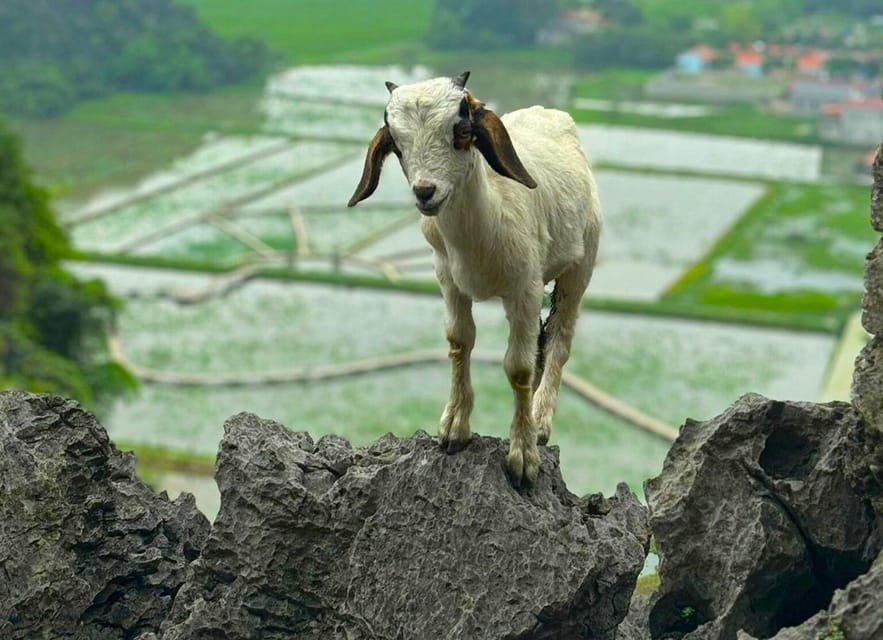 Private Luxury 1 Day Trip: Hoa Lu, Tam Coc, Mua Cave, Biking - Cycling Around The Countryside: A Slower Pace In A Busy Day