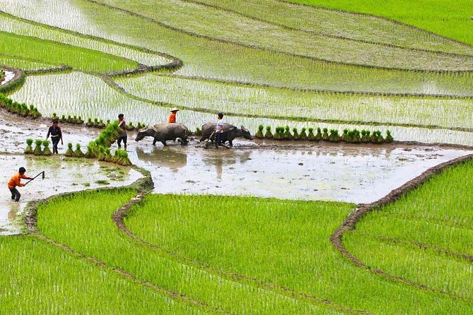 Red Dao village trek and Herbal bath - Ta Phin Village: Red Dao and Hmong life, farmland views, and orchid country