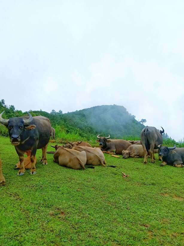 SAPA: 2 DAYS Walking & 1 night at Homestay with LOCAL GUIDE - Day 2: Red Dao Village, Bamboo Forest Walking, Ta Van, and Lao Chai Terraces