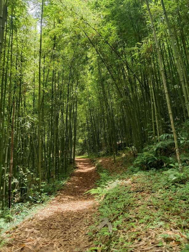 SAPA: 2 DAYS Walking & 1 night at Homestay with LOCAL GUIDE - Who Should Book This Sapa Homestay Trek, and Who Should Skip It