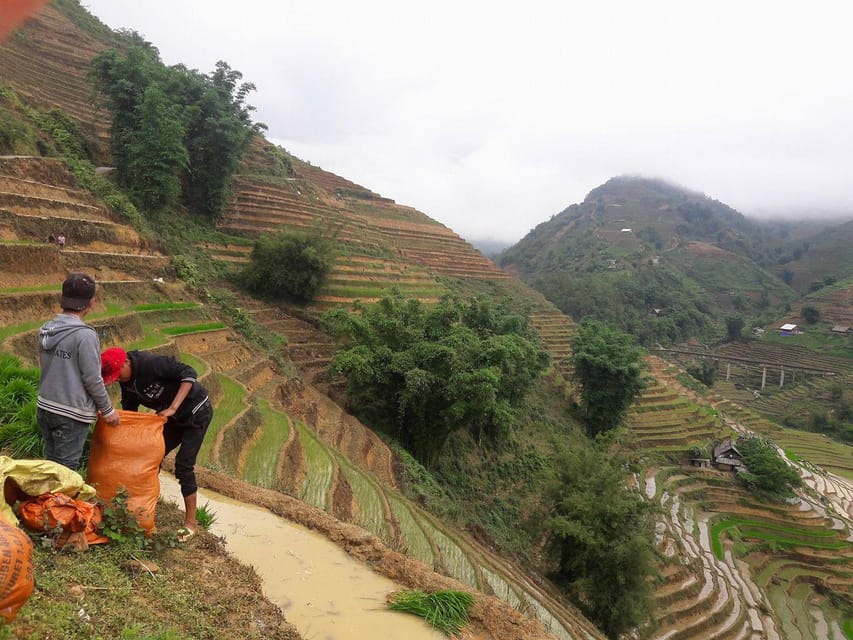 Sapa beautiful rice field, village - Easy walking kid,senior - Ta Phin, homestay visits, and the optional herbal bath