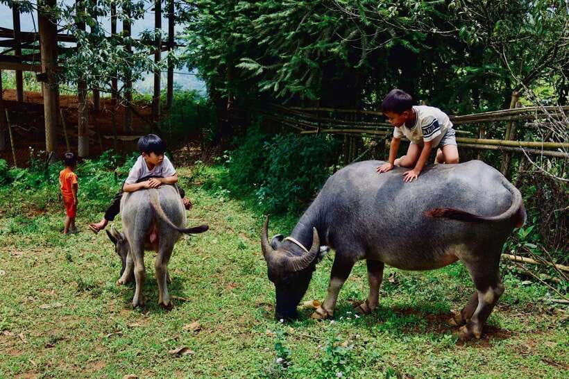 Sapa: Discover the Secrets of the Red Dao: A Healing Journey - Key highlights worth marking