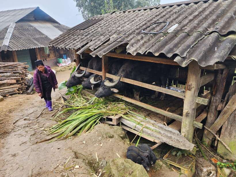 Sapa: Discover the Secrets of the Red Dao: A Healing Journey - Ta Phin: Red Dao traditions and the herbal bath option