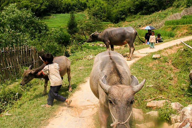 Sapa Easy Trekking Tour 1 Day - Rice Paddies and Cultures - Ta Phin Village Route: Cardamom Trees, Suoi Ho, and the First Descent