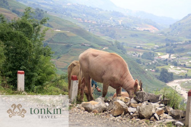 Sapa hard trekking villages homestay 3days/ 2nights tour - amazing culture - Price and logistics: is $110 actually good value?